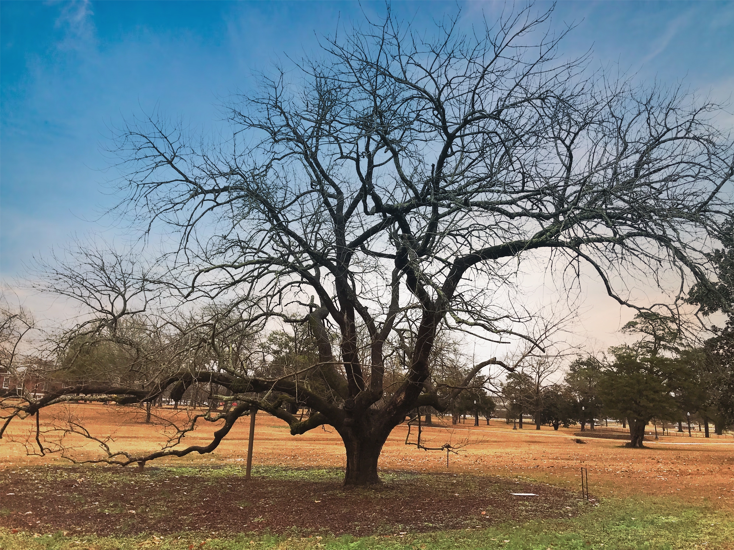 Champion Tree deeply rooted in winning tradition